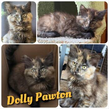 Dolly Pawton -  Domestic Long Hair Cat for Adoption in Hollister, California - Dolly Pawton | PetCurious