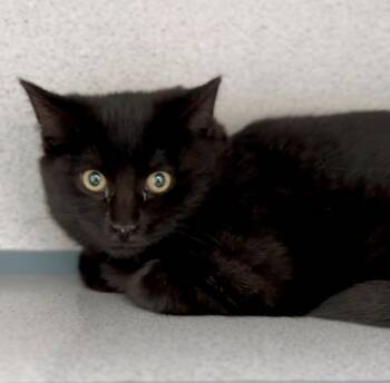 Rescue Domestic Short Hair Cats for Adoption in Montgomery, New Jersey - McFlurry | PetCurious