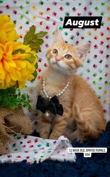 August -  Domestic Short Hair Cat for Adoption in Sevierville, Tennessee - August | PetCurious