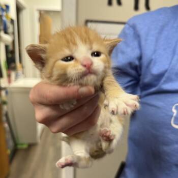 Bisque-C -  Domestic Short Hair Cat for Adoption in East St. Louis, Illinois - Bisque-C | PetCurious