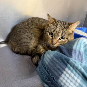 Domestic Short Hair Cats Available for Adoption - Tiny | PetCurious