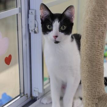 Jill -  Domestic Short Hair Cat for Adoption in Los Angeles, California - Jill | PetCurious