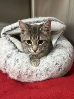 Domestic Short Hair Cats Available for Adoption in West Chester, Pennsylvania - Mouse | PetCurious