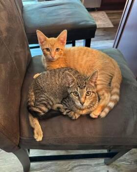 Rescue Domestic Medium Hair Cats for Adoption in Libertyville, Illinois - Neptune | PetCurious