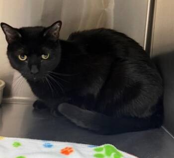Harvest -  Domestic Short Hair Cat for Adoption in Columbus, Nebraska - Harvest | PetCurious