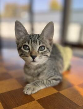 Rescue Domestic Short Hair Cats for Adoption in Rio Linda, California - Steph | PetCurious