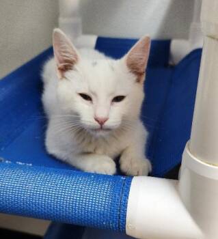 Kitten 28128 (Dash) -  Domestic Short Hair Cat for Adoption in Parlier, California - Kitten 28128 (Dash) | PetCurious