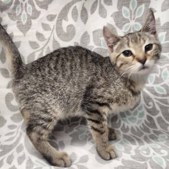 Rescue American Shorthair Cats for Adoption in Frederick, Maryland - Musafa | PetCurious