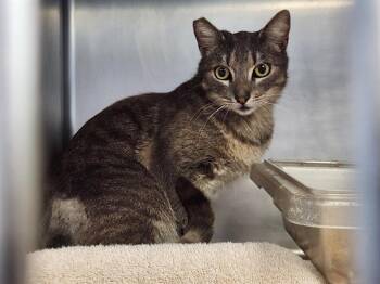 Domestic Short Hair Cats Available for Adoption in Camarillo, California - RHYS | PetCurious
