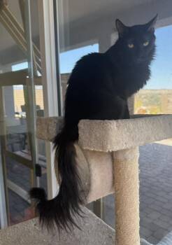Sable The Cat with the Magnificent Tail -  Domestic Medium Hair Cat for Adoption in Prescott, Arizona - Sable The Cat With The Magnificent Tail | PetCurious