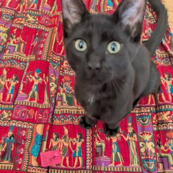 Rescue Domestic Short Hair Cats for Adoption in Galveston, Texas - Larry Stooge | PetCurious