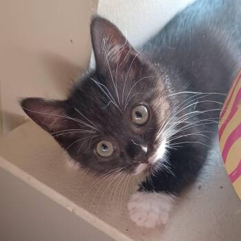 Domestic Short Hair Cats Available for Adoption in Washington, District Of Columbia - S Litter - Sequoia | PetCurious