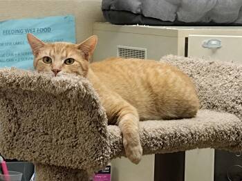Chester -  Tabby Cat for Adoption in Schaumburg, Illinois - Chester | PetCurious