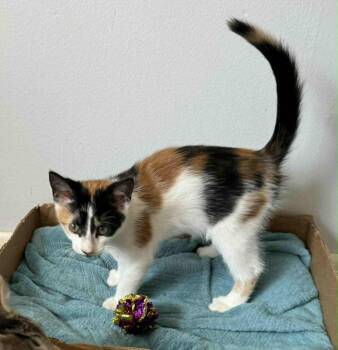 Rescue Domestic Short Hair Cats for Adoption in Greece, New York - Chloe | PetCurious