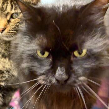 Peppy -  Domestic Short Hair Cat for Adoption in Ashtabula, Ohio - Peppy | PetCurious