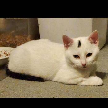 Domestic Short Hair Cats Available for Adoption in Abingdon, Maryland - 0223-04 Sheldon | PetCurious