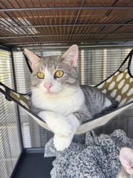 Egyptian Mau and Domestic Short Hair Cats Available for Adoption - Sushi | PetCurious