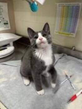Ditto -  Domestic Short Hair Cat for Adoption in Manitowoc, Wisconsin - Ditto | PetCurious