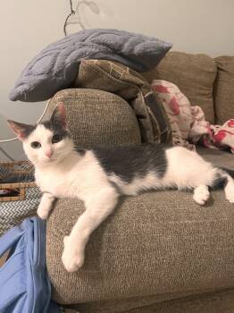 Rescue Domestic Short Hair Cats for Adoption in Columbus, Ohio - Chabi | PetCurious