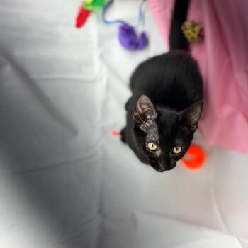 Shade -  Domestic Short Hair Cat for Adoption in Parrish, Alabama - Shade | PetCurious