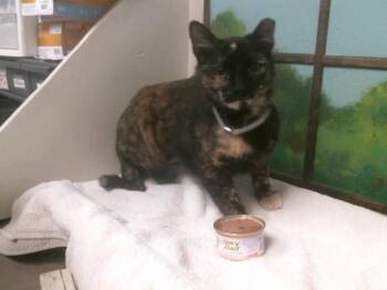 Domestic Short Hair Cats Available for Adoption - CANOLI | PetCurious