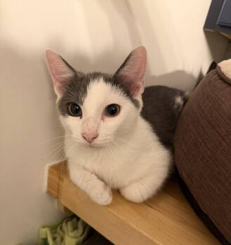 Hendrix w/Jagger -  Domestic Short Hair Cat for Adoption in Greenwich Township, New Jersey - Hendrix W/Jagger | PetCurious