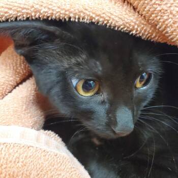 Ares -  Domestic Short Hair Cat for Adoption in Oshkosh, Wisconsin - Ares | PetCurious
