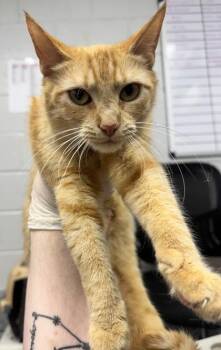 Sophie -  Domestic Short Hair Cat for Adoption in West Chester, Pennsylvania - Sophie | PetCurious