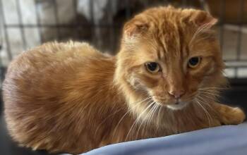 Emmett -  Scottish Fold and Domestic Medium Hair Cat for Adoption in Walnut Creek, California - Emmett | PetCurious