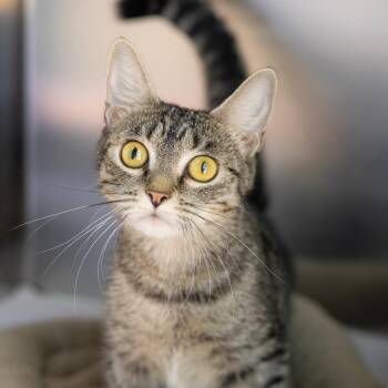 Domestic Short Hair Cats Available for Adoption in Wilmington, Delaware - Mia | PetCurious
