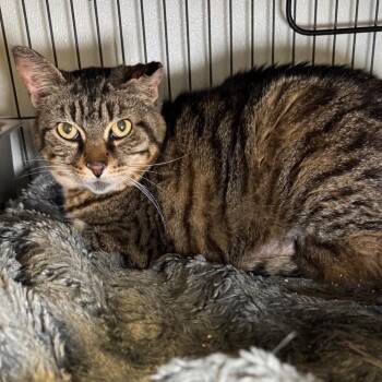 Domestic Short Hair Cats Available for Adoption in Saginaw, Michigan - Zoe | PetCurious