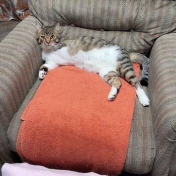 Domestic Short Hair Cats Available for Adoption - Flick | PetCurious