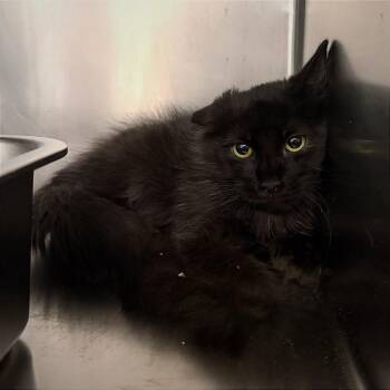 Romeo -  Domestic Short Hair Cat for Adoption in Las Vegas, Nevada - Romeo | PetCurious