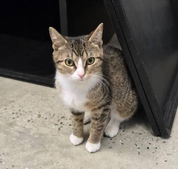 Tabby Cats Available for Adoption in New Rochelle, New York - Wendy | PetCurious