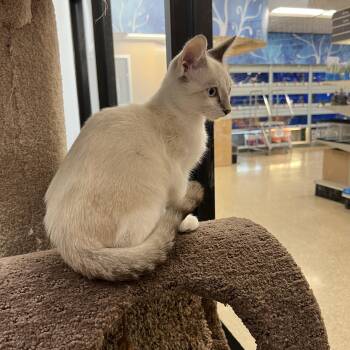 Zinn -  Siamese Cat for Adoption in Palmetto, Florida - Zinn | PetCurious