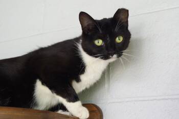 Rescue Domestic Short Hair Cats for Adoption in New Milford, Connecticut - Francesca | PetCurious