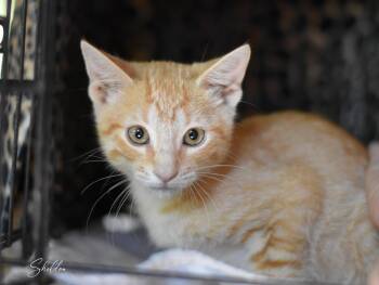 Sheldon -  Oriental Tabby Cat for Adoption in Montgomery, Texas - Sheldon | PetCurious