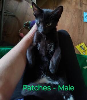 Rescue Domestic Short Hair Cats for Adoption in Myrtle Beach, South Carolina - Patches (urgent Courtesy Listing) | PetCurious