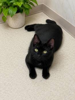 Kitten (Kit) -  Domestic Short Hair Cat for Adoption in Seminole, Oklahoma - Kitten (Kit) | PetCurious
