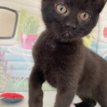 Domestic Short Hair Cats Available for Adoption - Cardinal | PetCurious