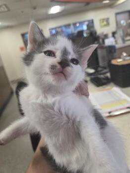 A800133 -  Domestic Short Hair Cat for Adoption in Louisville, Kentucky - A800133 | PetCurious