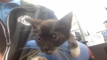 HARLEY -  Domestic Short Hair Cat for Adoption in Doral, Florida - HARLEY | PetCurious