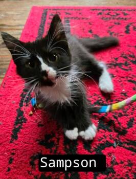 Sampson -  Tuxedo Cat for Adoption in Johnson City, Tennessee - Sampson | PetCurious