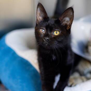 Ebony -  Domestic Short Hair Cat Available for Adoption - Ebony | PetCurious