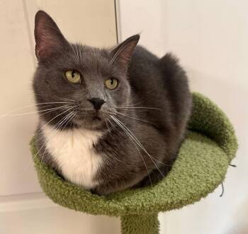Lita -  Domestic Short Hair Cat for Adoption in Hamilton, Michigan - Lita | PetCurious