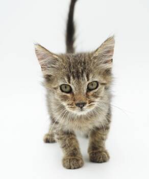 Winston is so wonderful - hot tiny mess too -  Tabby and Maine Coon Cat for Adoption in Bedford Hills, New York - Winston Is So Wonderful - Hot Tiny Mess Too | PetCurious