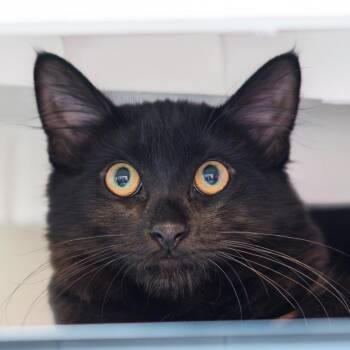 Chili -  Domestic Long Hair Cat for Adoption in Port Washington, New York - Chili | PetCurious