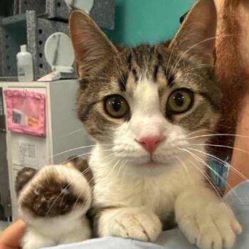 Rescue Domestic Short Hair Cats for Adoption in Lake Jackson, Texas - Shrimp | PetCurious