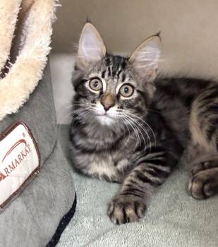 Lincoln -  Domestic Medium Hair Cat for Adoption in Elmsford, New York - Lincoln | PetCurious