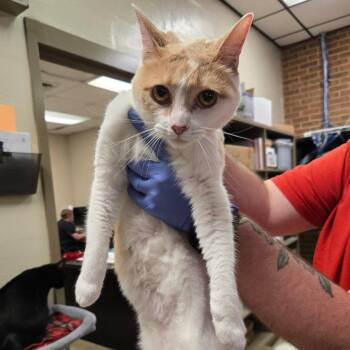 Fennel -  Domestic Short Hair Cat for Adoption in Birmingham, Alabama - Fennel | PetCurious